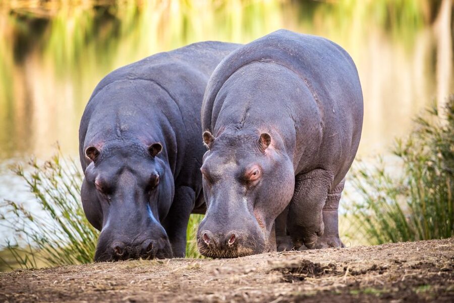 Little Brak River: Botlierskop Guided Game Drive - Who You’ll Actually See: From Big Animals to Close-Up Encounters