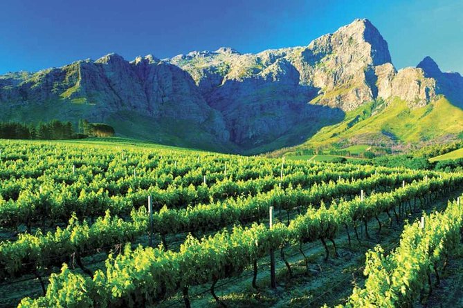 Luxury Wine Tour with Lunch - The luxury-vehicle comfort and pickup that actually change your day