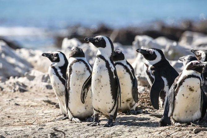Marine Big 5 Full Day Guided Return Transfer Cape Town - Gansbaai - Cape Town to Hermanus by car, where the day starts paying off