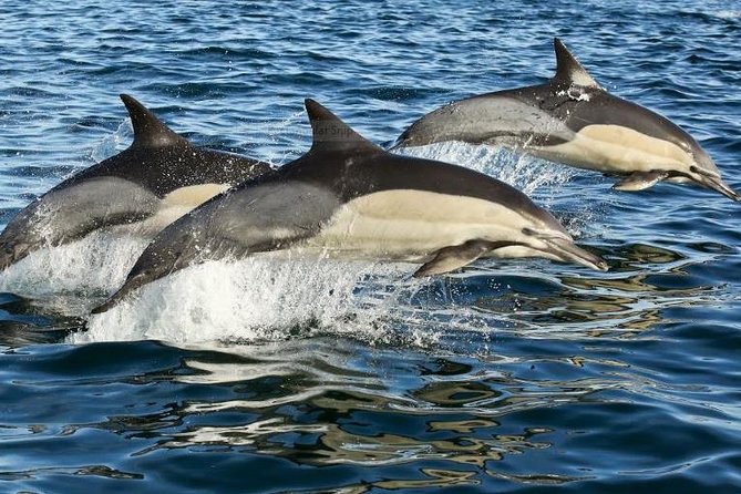 Marine Big 5 Full Day Guided Return Transfer Cape Town - Gansbaai - Lunch in Hermanus and how the timing typically feels
