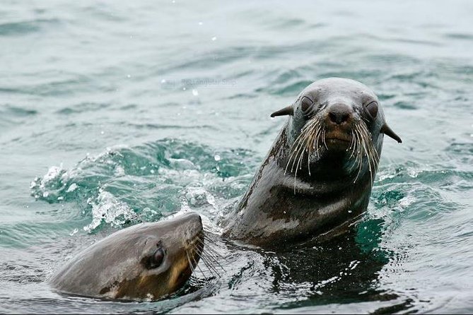 Marine Big 5 Full Day Guided Return Transfer Cape Town - Gansbaai - The private tour feel, and why the guide names matter