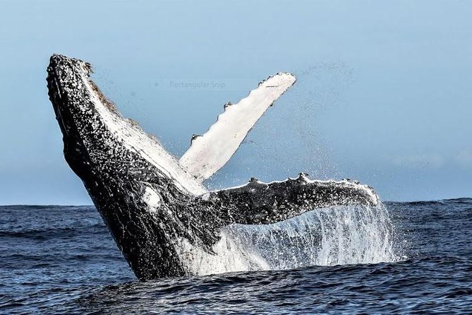 Marine Big 5 Full Day Guided Return Transfer Cape Town - Gansbaai - Price and value, what’s included, and what costs extra on arrival