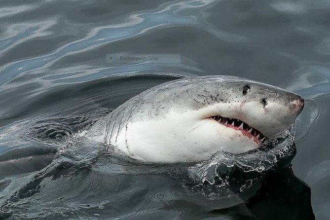 Marine Big 5 Full Day Guided Return Transfer Cape Town - Gansbaai - Weather cancellations and what to do if whales do not show