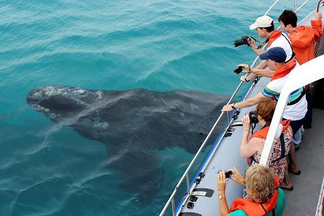 Marine Big 5 Full Day Guided Return Transfer Cape Town - Gansbaai - On the water in Hermanus, what “Marine Big 5” usually means in practice