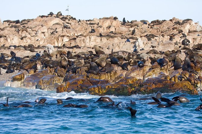 Marine Big 5 Safari full day trip from Cape Town - Why Gansbaai, and what Big 5 really means on this kind of day