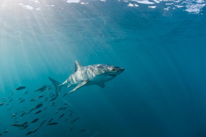 Marine Big 5 Safari full day trip from Cape Town - Whales, penguins, and seabirds: the rest of the ocean search pattern