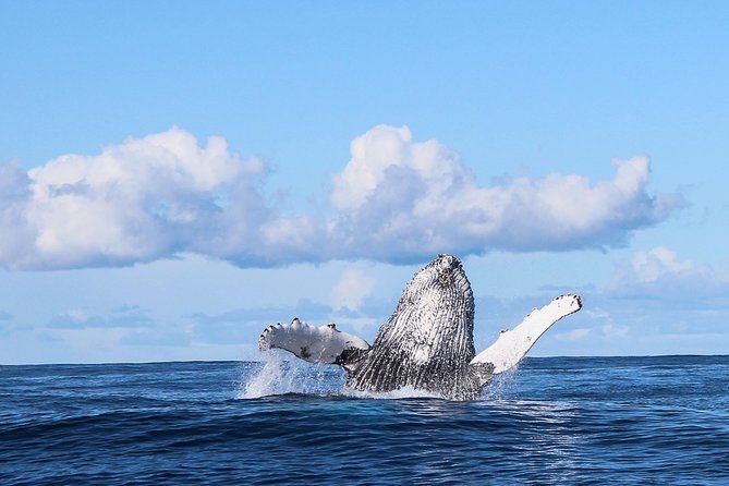 Marine Big 5 Safari: Self-Drive - Why this Marine Big Five safari starts in Gansbaai