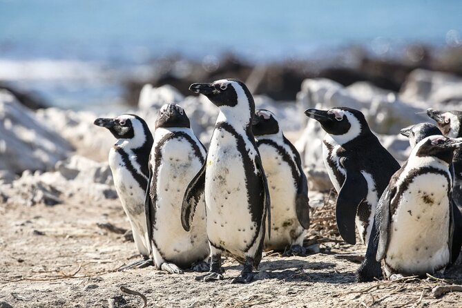 Marine Big 5 Safari with transport from Cape Town - Stop at APSS: a short visit that explains why penguins need help