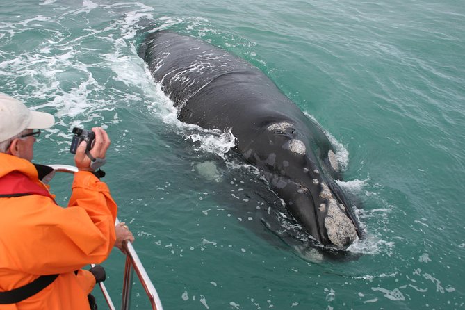 Marine Big 5 Safari with transport from Hermanus - Key Highlights You Will Feel Immediately