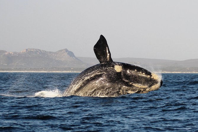 Marine Big 5 Safari with transport from Hermanus - Marine Big 5 From Hermanus: A Half-Day With Serious Ocean Time