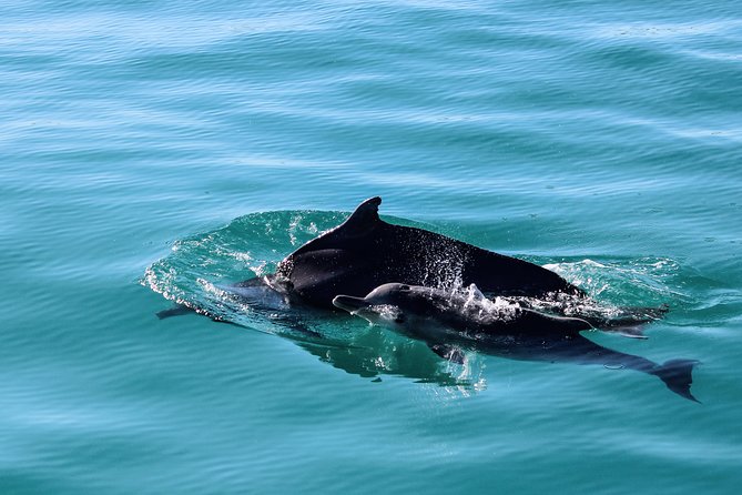 Marine Big 5 Safari with transport from Hermanus - The Boat Ride: Safety Gear, No Roof Seating, And How To Stay Comfortable
