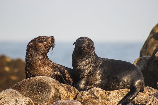 Marine Big 5 Safari with transport from Hermanus - Price And Value: What $164.49 Includes, And What You Pay Separately