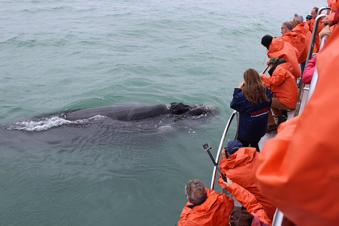 Marine Big 5 Safari with transport from Hermanus - Who This Safari Is Best For (And Who Should Rethink It)