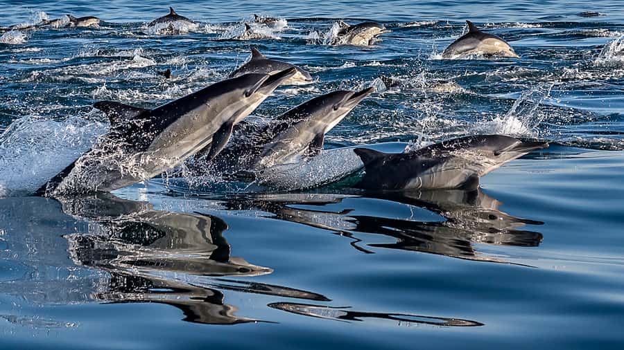 Marine Eco Cruise and Half-Day Wine Route with Tastings - The 1.5-Hour Marine Cruise: Dolphins, Seals, and the Big Ones
