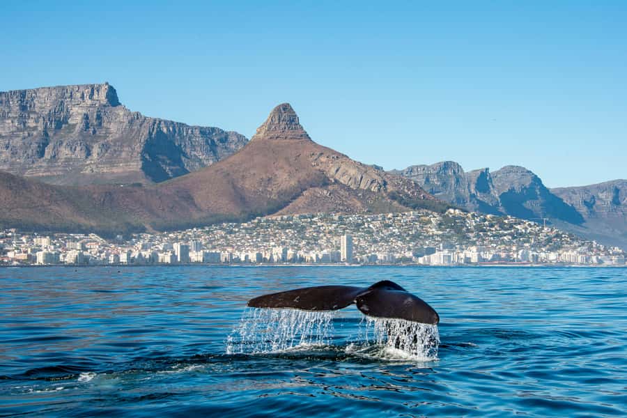 Marine Eco Cruise and Half-Day Wine Route with Tastings - Getting Picked Up in Cape Town and Reaching the Waterfront