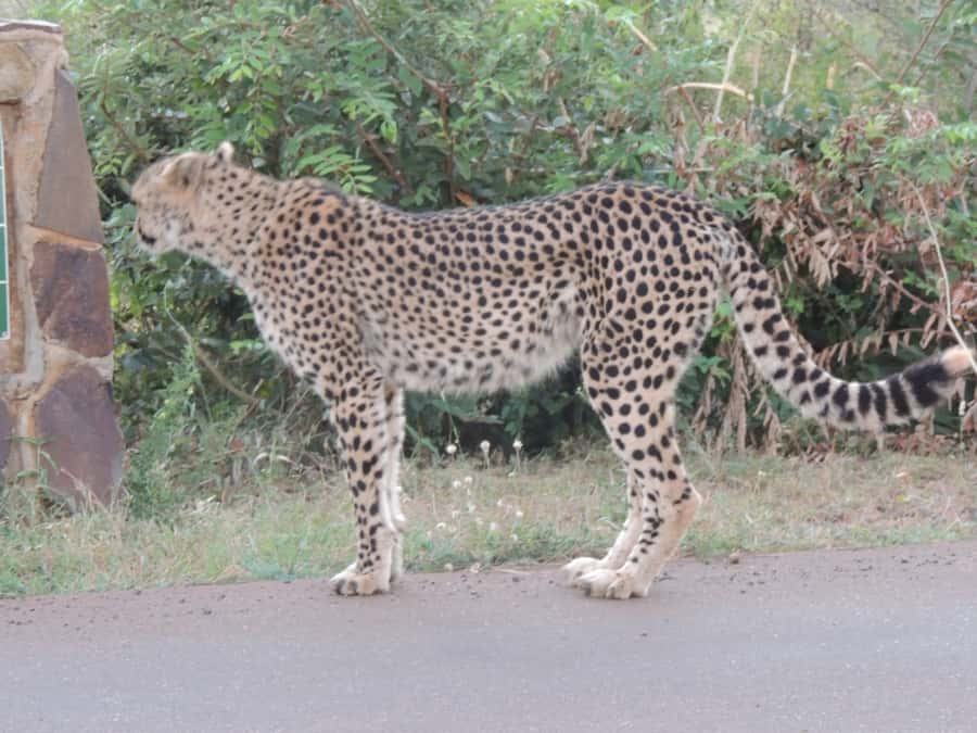 Marloth Park: Kruger National Park Safari Game Drives - Key highlights worth waking up for