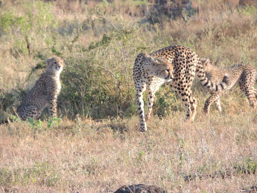 Marloth Park: Kruger National Park Safari Game Drives - From Marloth Park to Kruger, the pickup and open vehicle reality check