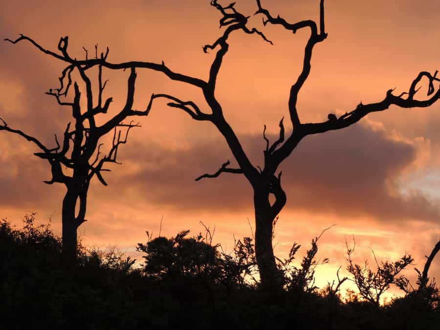 Marloth Park: Kruger National Park Safari Game Drives - The guided game drive rhythm, stopping for animals without rushing you