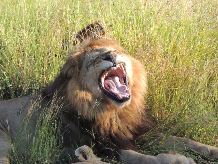 Marloth Park: Kruger National Park Safari Game Drives - What to bring for Kruger success, plus a few rules that matter