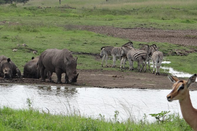 Mini Safari and Zulu Cultural experience - Day Tour - Key Things I’d Focus on Before You Go
