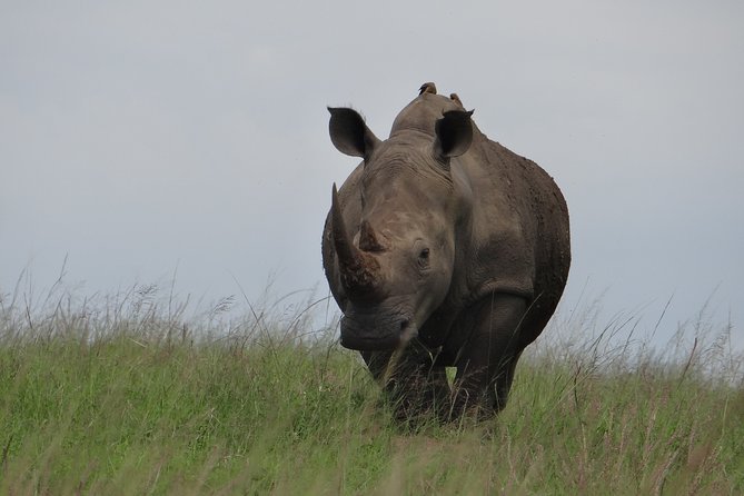 Mini Safari and Zulu Cultural experience - Day Tour - Phezulu Safari Park: Zulu Cultural Village and the Reptile Park
