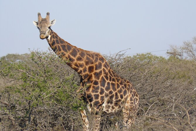 Mini Safari and Zulu Cultural experience - Day Tour - The Guide Factor: How Commentary Turns Stops into a Real Day Out