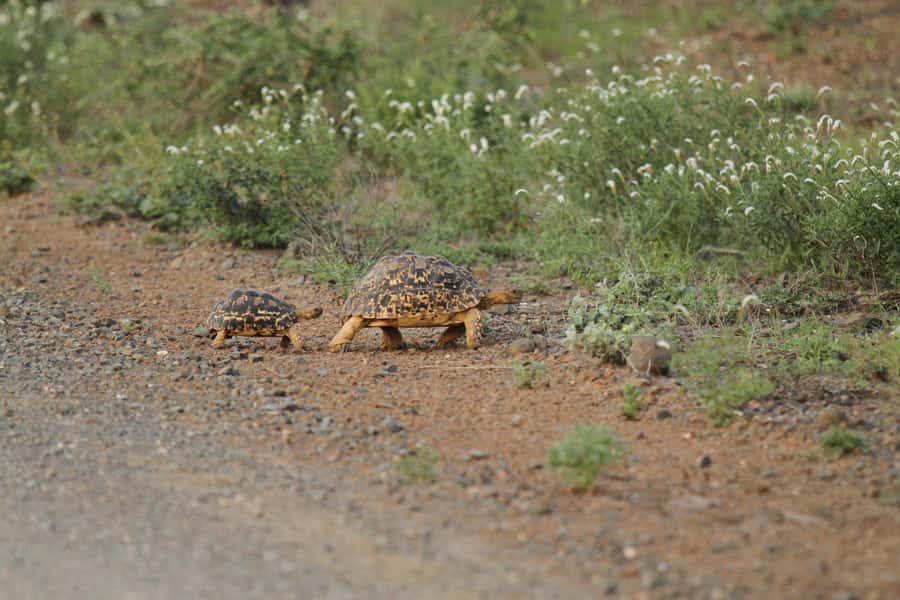 Moholoholo Rehabilitation Centre - Why Moholoholo feels different from a typical wildlife stop