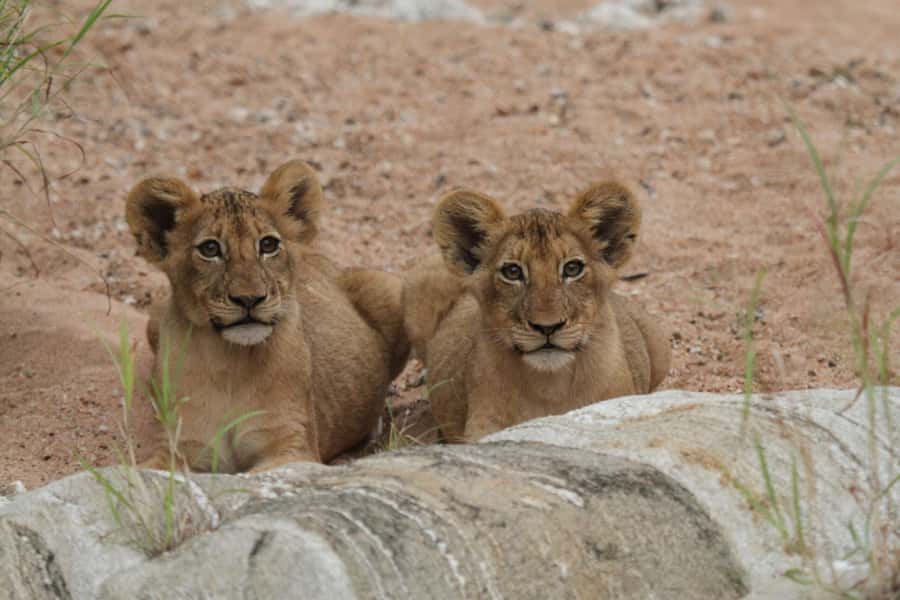Moholoholo Rehabilitation Centre - Conservation lessons that stick after you leave
