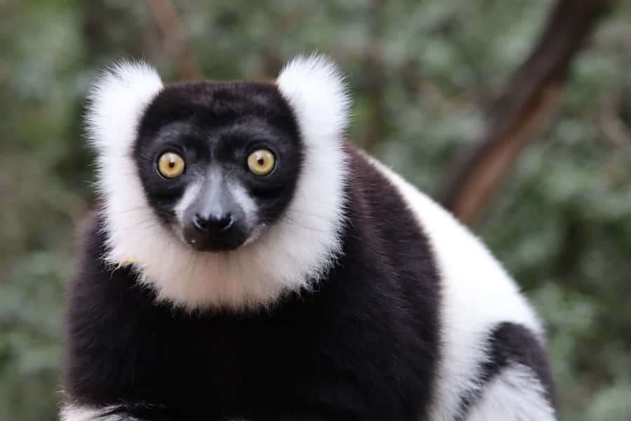 Monkeyland, Birds of Eden, Jukani - Animal Sanctuaries - Who should book this sanctuary trio