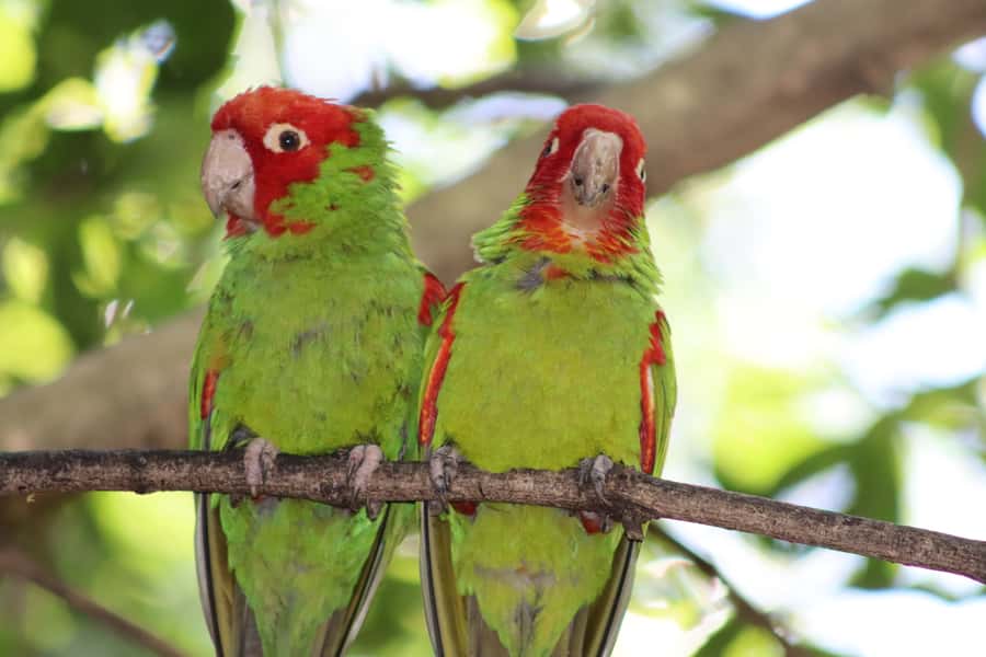 Monkeyland, Birds of Eden, Jukani - Animal Sanctuaries - Monkeyland, Birds of Eden, Jukani: how the day actually feels