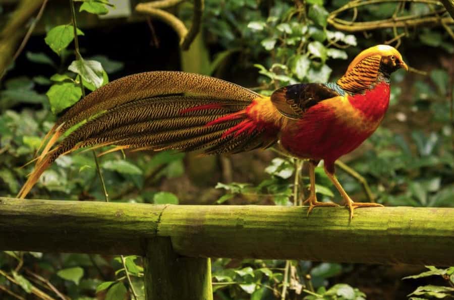 Monkeyland, Birds of Eden, Jukani - Animal Sanctuaries - Birds of Eden: the free flight aviary with a waterfall gorge and 1.2 km walkway