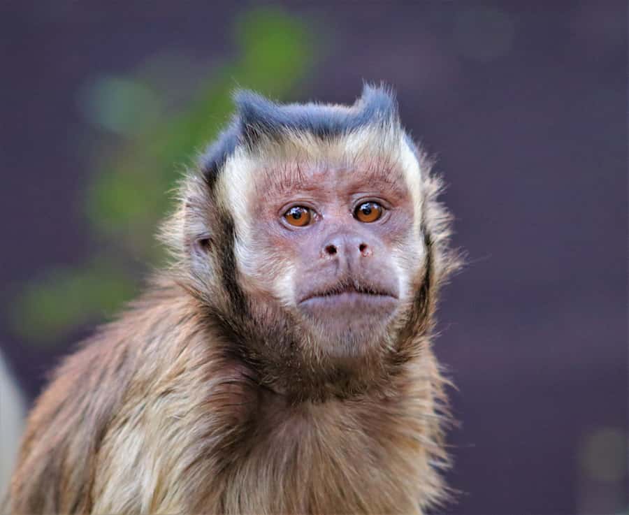 Monkeyland, Birds of Eden, Jukani - Animal Sanctuaries - Choosing one sanctuary or doing all three in 1 to 3 days