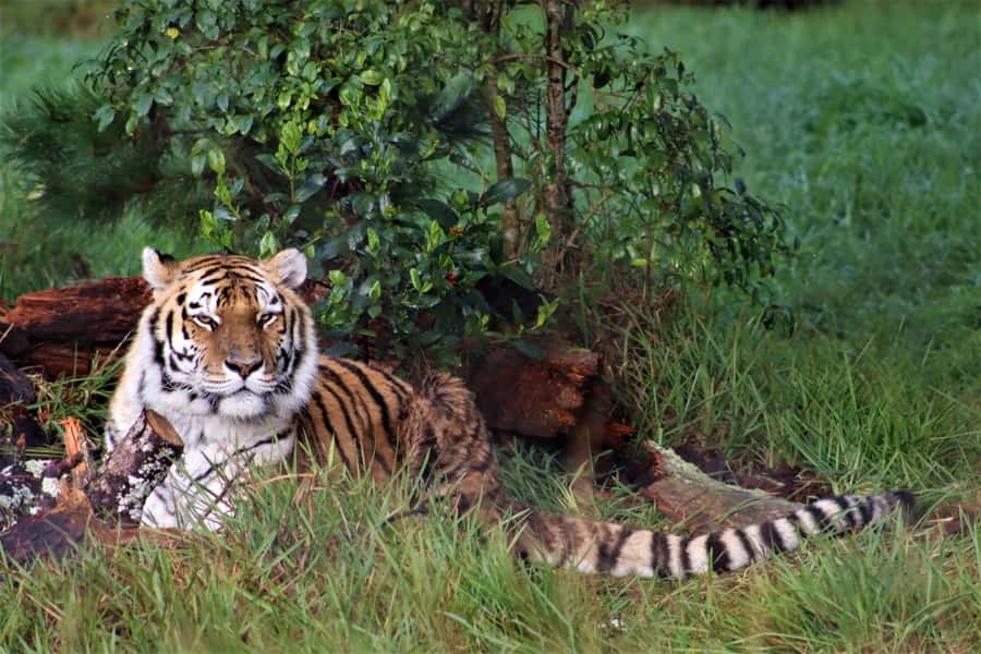 Monkeyland, Birds of Eden, Jukani - Animal Sanctuaries - Price and what feels like value at $23 per person