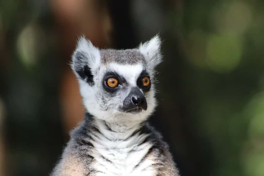 Monkeyland, Birds of Eden, Jukani - Animal Sanctuaries - Getting the best photos and the easiest day pace