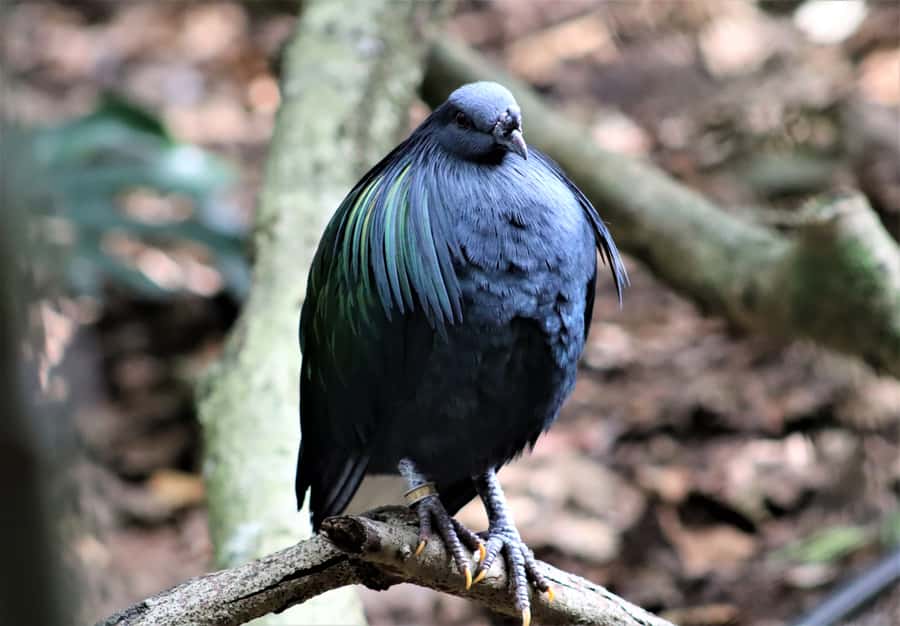 Monkeyland, Birds of Eden, Jukani - Animal Sanctuaries - Monkeyland: 550 free roaming primates and the 128 meter canopy bridge