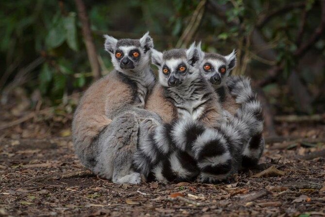 Monkeyland Guided Tour in Plettenberg Bay - What the 45 to 60-minute guided tour feels like on the ground
