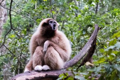 Monkeyland Guided Tour in Plettenberg Bay