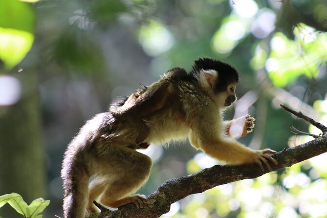 Monkeyland Guided Tour in Plettenberg Bay - Guides and behavior talk: why the commentary is the heart of the trip