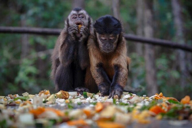 Monkeyland Guided Tour in Plettenberg Bay - Language choices: English plus Afrikaans, German, and French