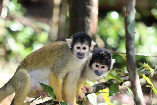 Monkeyland Guided Tour in Plettenberg Bay - Price and value: is $24.73 a good use of your time?