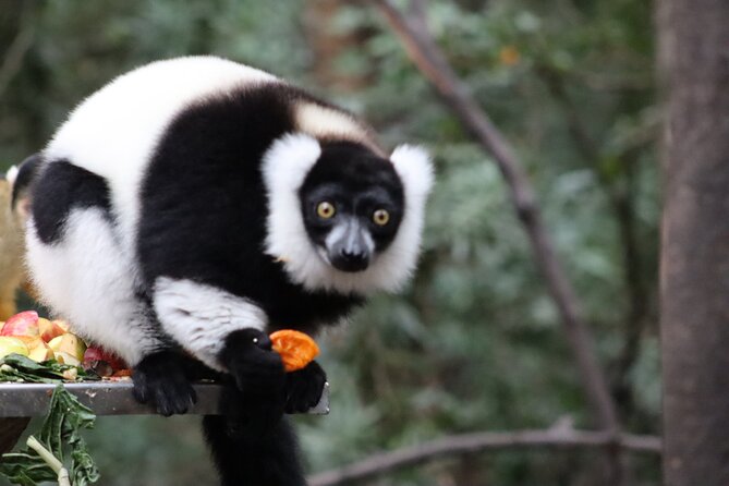 Monkeyland Guided Tour in Plettenberg Bay - Who should book the Monkeyland Guided Tour?