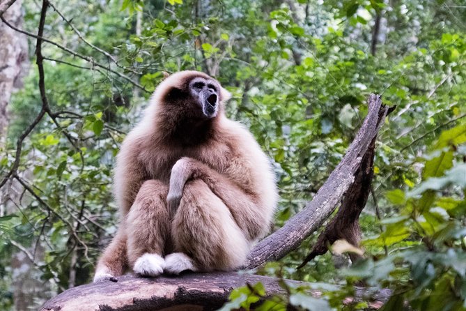 Monkeyland Guided Tour in Plettenberg Bay - Getting in: screening, reception, and a maximum of 16 people