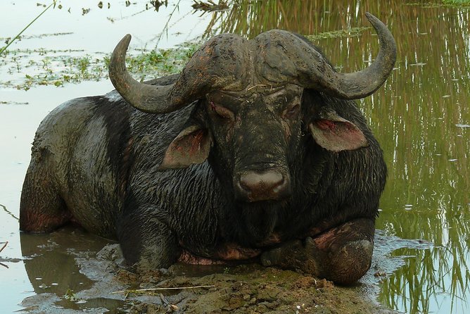 Morning Safari in Kruger National Park from Hazyview (AM KNP) - Key things to know before you go