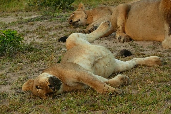 Morning Safari in Kruger National Park from Hazyview (AM KNP) - Why a 5:00 am start from Hazyview can beat the heat and the crowds