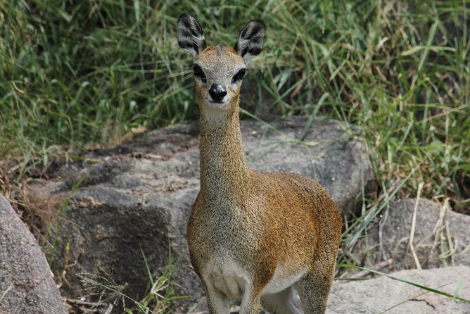 Morning Safari in Kruger National Park from Hazyview (AM KNP) - Big Five odds: how to think about lions, leopards, and hyena