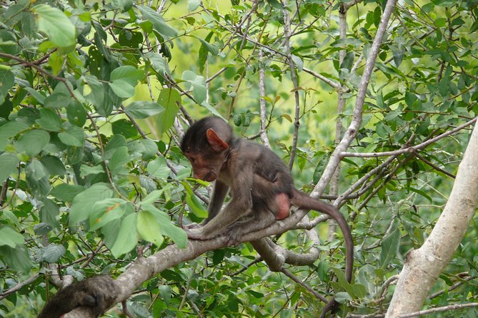 Morning Safari in Kruger National Park from Hazyview (AM KNP) - Who this Kruger morning safari from Hazyview is best for