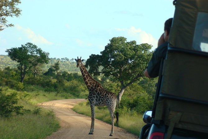 Morning Safari in Kruger National Park from Hazyview (AM KNP) - Price and value: what you pay for, what you still need to cover
