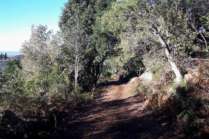 Mountain Biking Table Mountain to Constantia Morning Ride - Kirstenbosch upper trails: bridges, wood chips, and steep sections