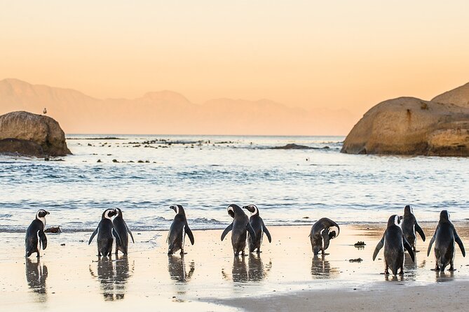 MUST DO: Boulders Beach & Cape Point Full Day Tour #1 Rated - Why this full-day Cape Peninsula route feels like good value