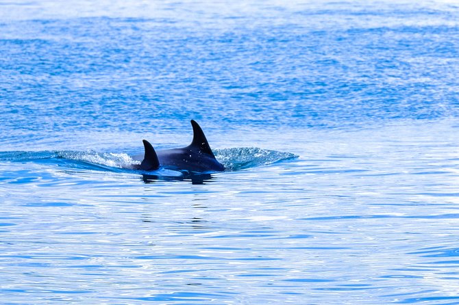 Ocean Safari - Getting the Most From Your Hour on the Water